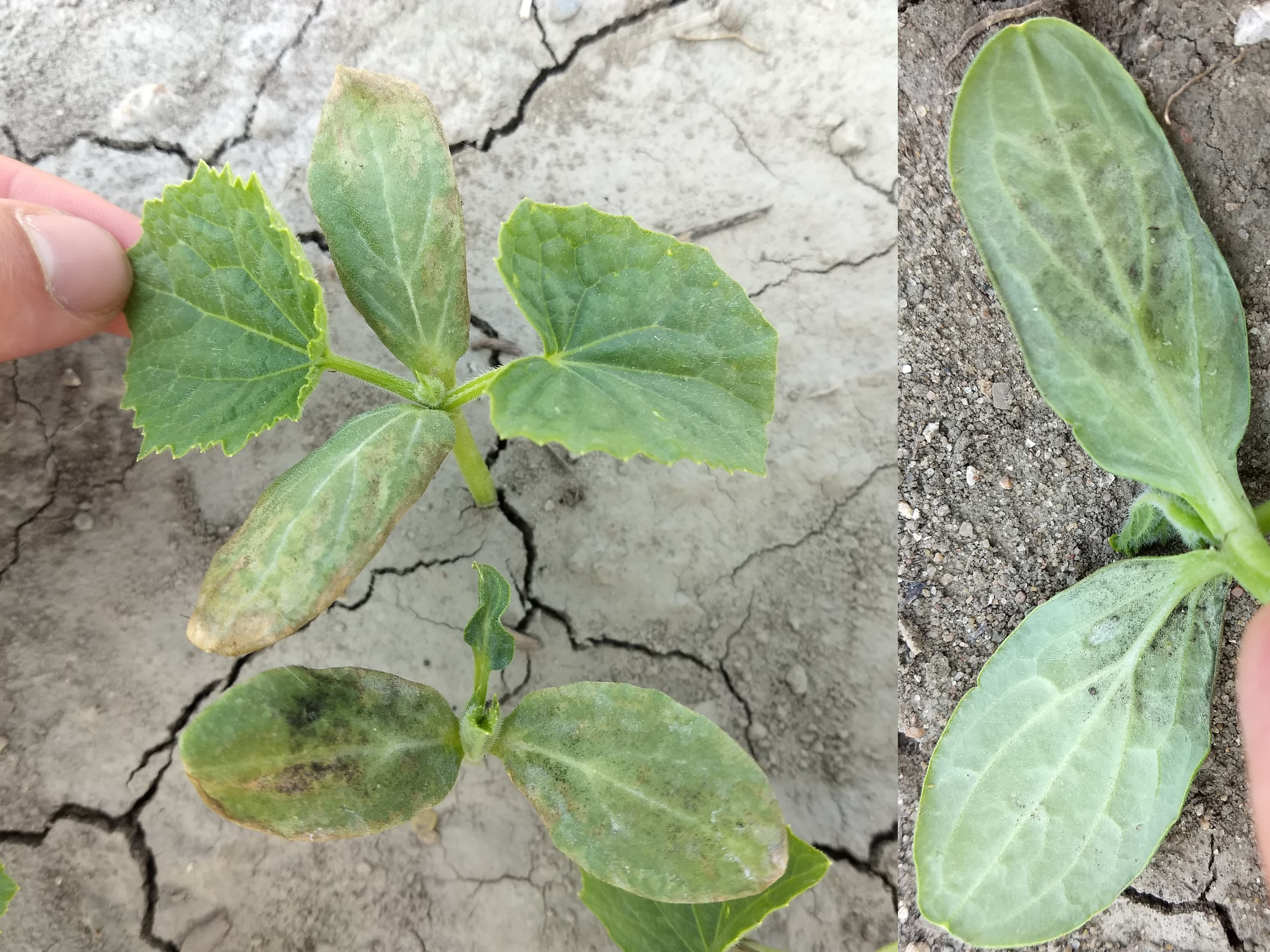 Downy mildew on cucumber